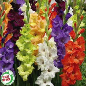 Garden Party Gladiolus Blend